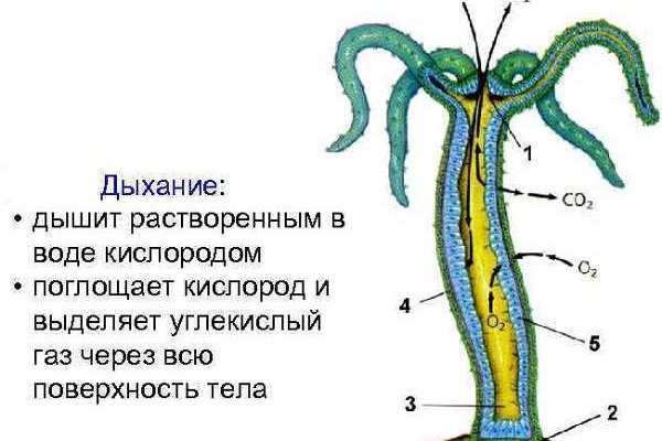 Кракен через браузер